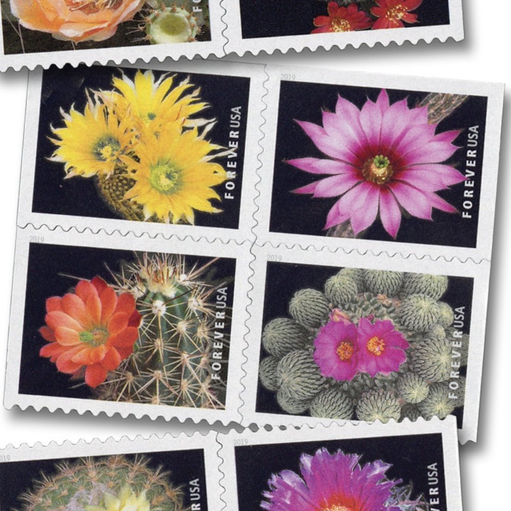 Cactus_Flowers_2019
