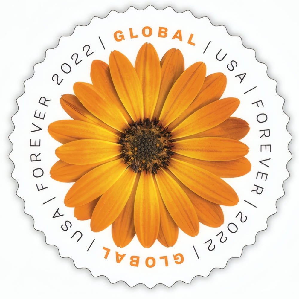 GlobalAfricanDaisy2022