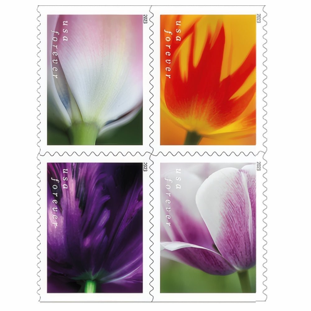 TulipBlossoms2023